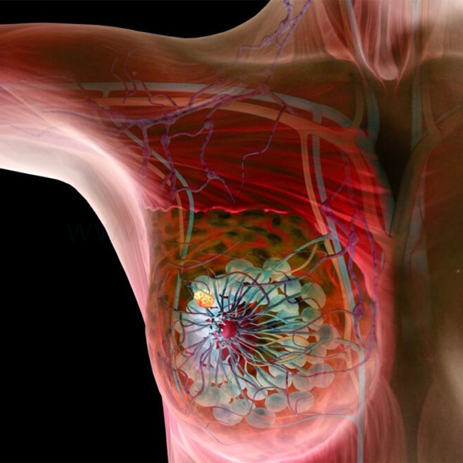 بافت سینه زنان