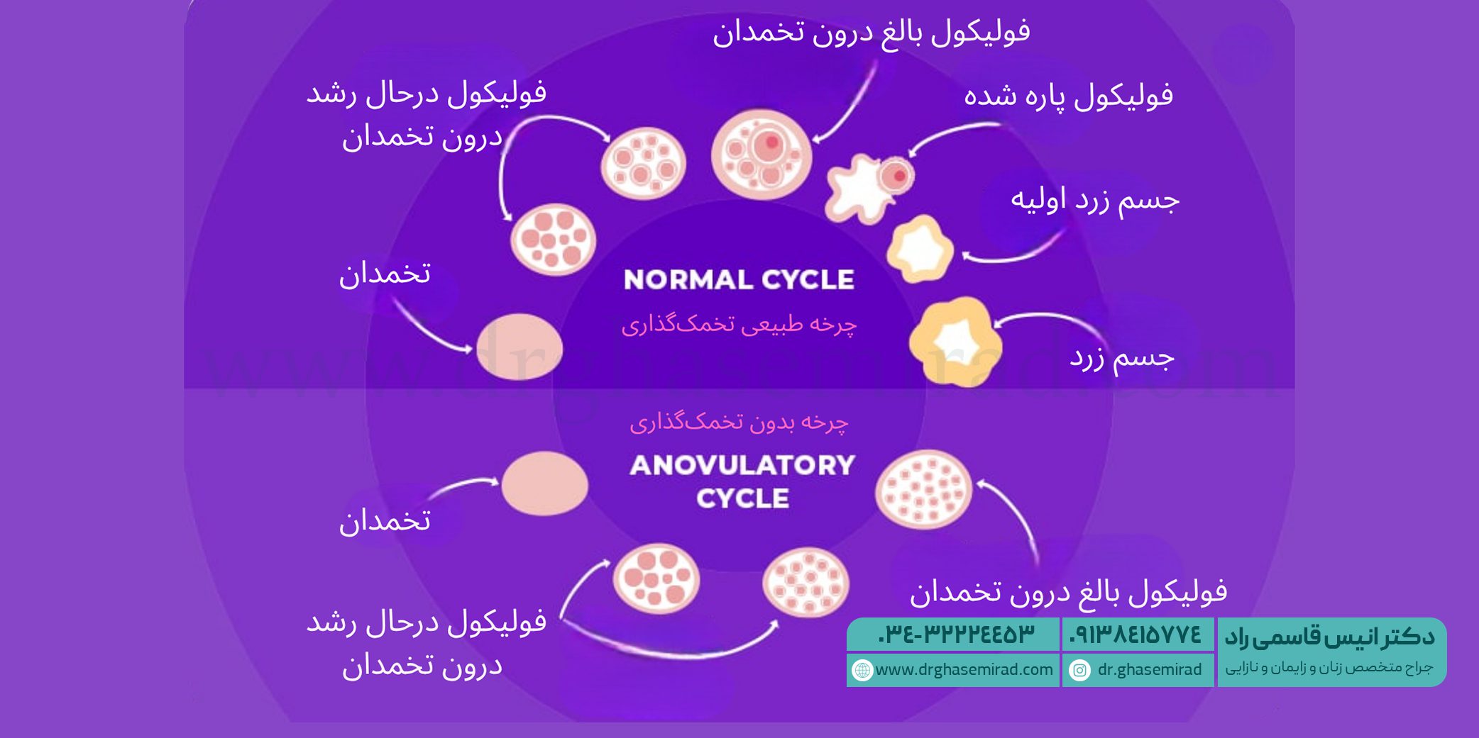 چرخه تخمک گذاری