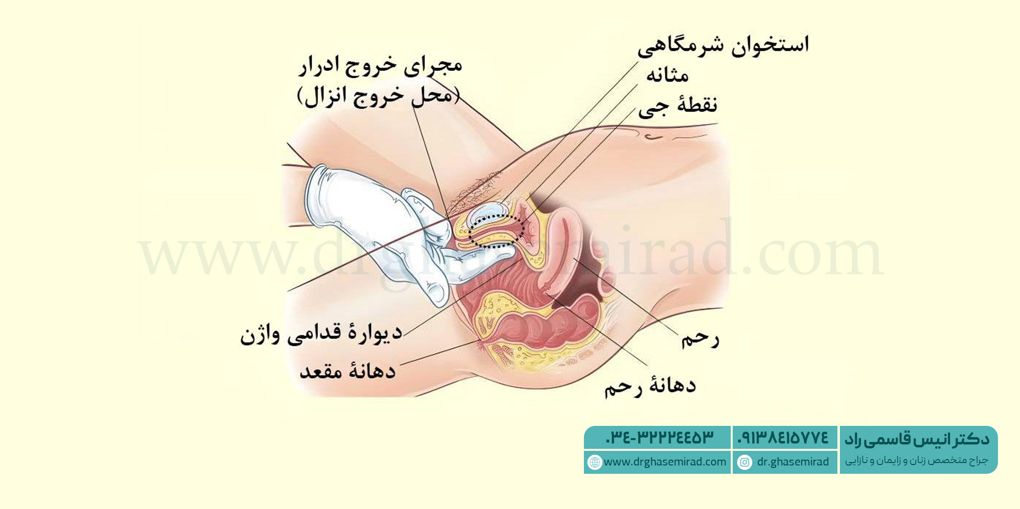 آناتومی نقطه جی در زنان